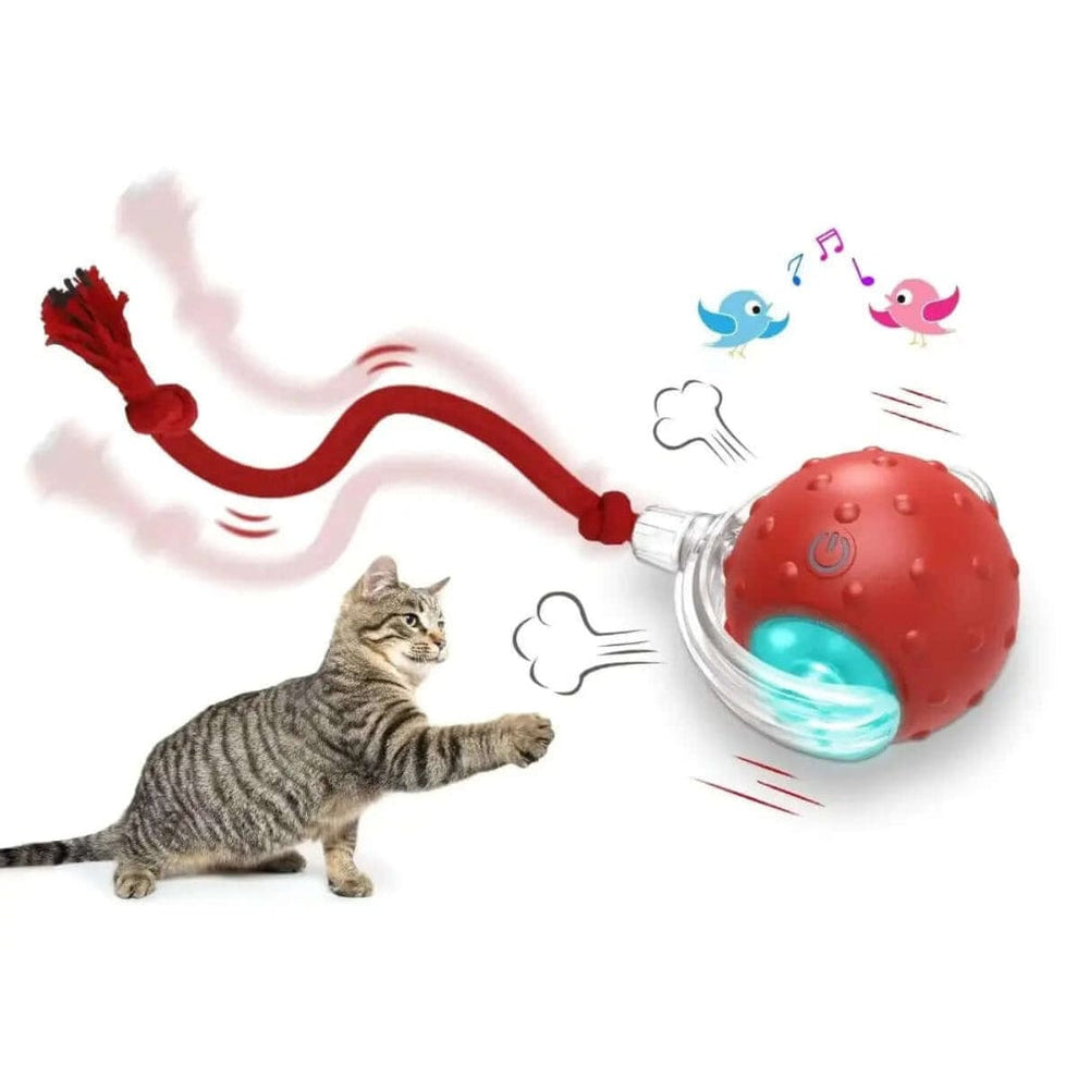 Balle magique pour chat
