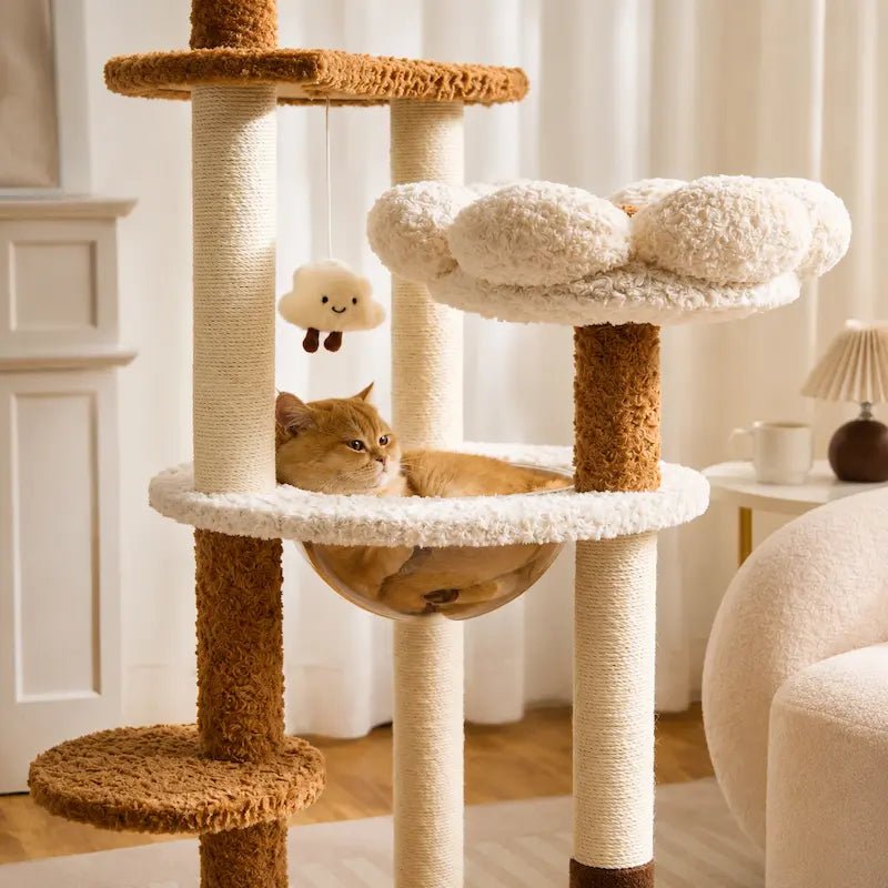 Chat couché dans la capsule transparente de l'arbre à chat cosy, perchoir nuage au-dessus