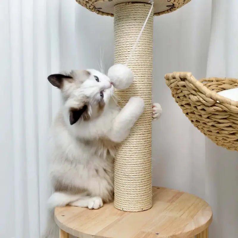 Chat qui griffe le poteau en sisal de l'arbre à chat design luxe Feluxe