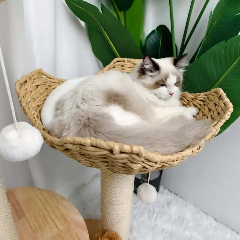 Chat ragdoll endormi dans le panier en osier de l'arbre à chat design luxe