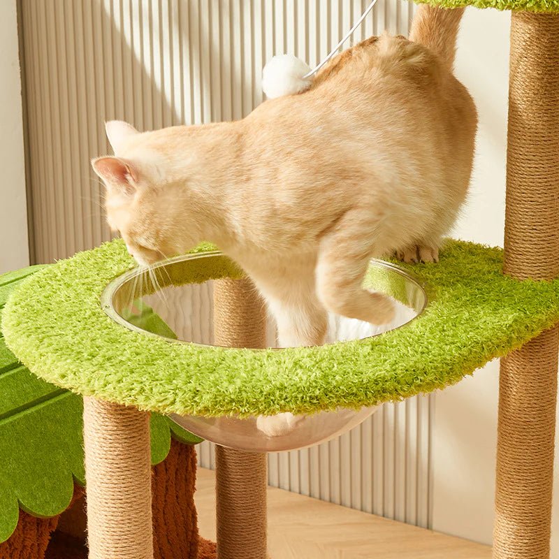 Chat roux entrant dans la capsule transparente de l'arbre à chat Jungle Paradis