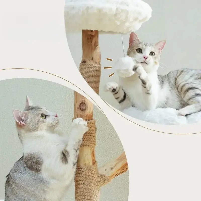 Chats qui jouent avec le pompon et griffent le tronc de l'arbre à chat nuage