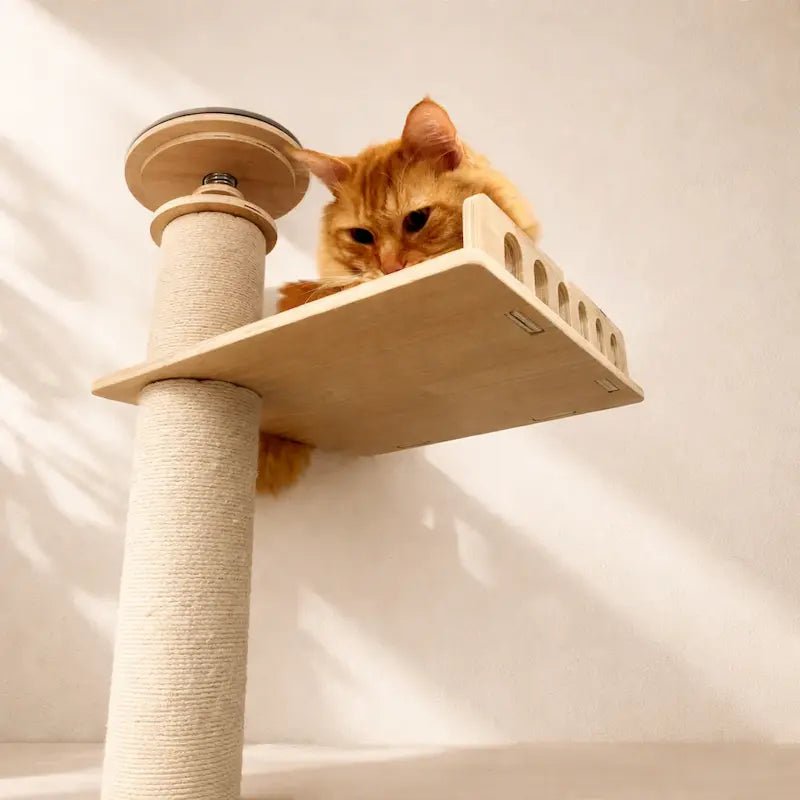 Chat roux allongé sur la plateforme haute de l'arbre à chat, juste sous le plafond
