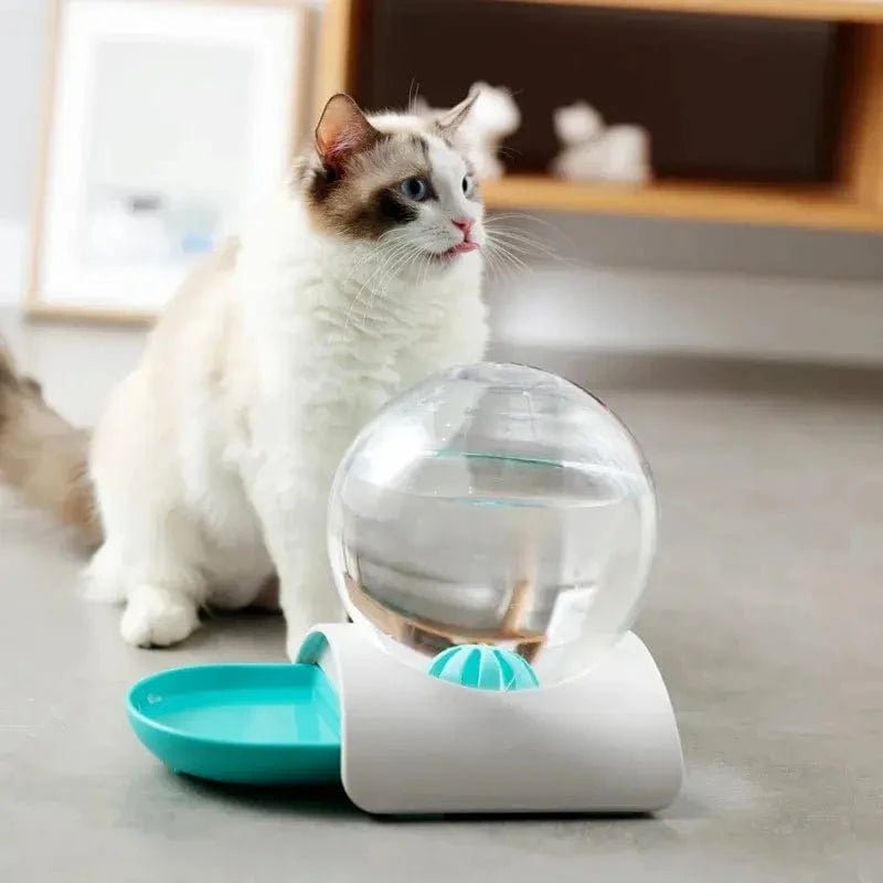 Chat ragdoll assis derrière le distributeur eau chat PureMiaou turquoise